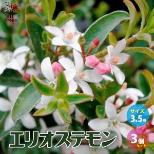 ITANSE エリオステモン 花苗 3.5号ポッ...の商品画像
