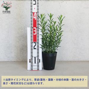 ITANSE エリオステモン 花苗 3.5号ポ...の詳細画像1