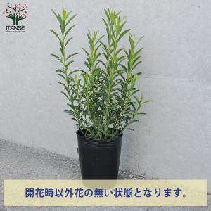 ITANSE エリオステモン 花苗 3.5号ポ...の詳細画像2