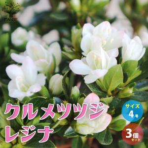 ITANSE クルメツツジ(久留米ツツジ) レジ...の商品画像