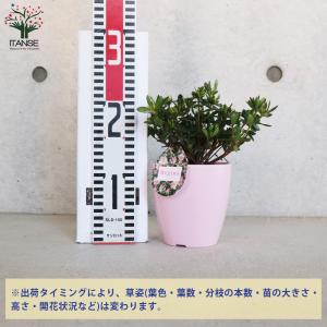 ITANSE クルメツツジ(久留米ツツジ) レ...の詳細画像1