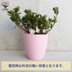 ITANSE クルメツツジ(久留米ツツジ) レ...の詳細画像2