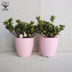 ITANSE クルメツツジ(久留米ツツジ) レ...の詳細画像3