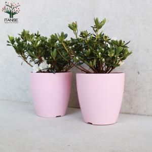 ITANSE クルメツツジ(久留米ツツジ) レ...の詳細画像4