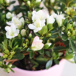 ITANSE クルメツツジ(久留米ツツジ) レ...の詳細画像5