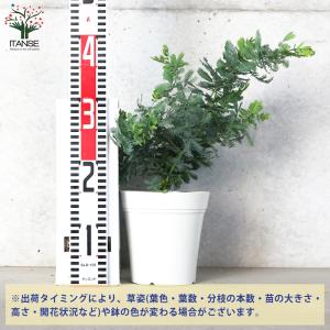 ITANSE ミモザアカシア (ギンヨウアカシ...の詳細画像1