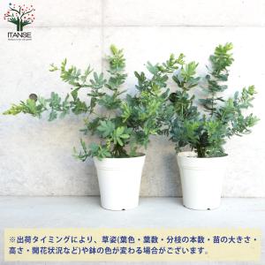ITANSE ミモザアカシア (ギンヨウアカシ...の詳細画像2