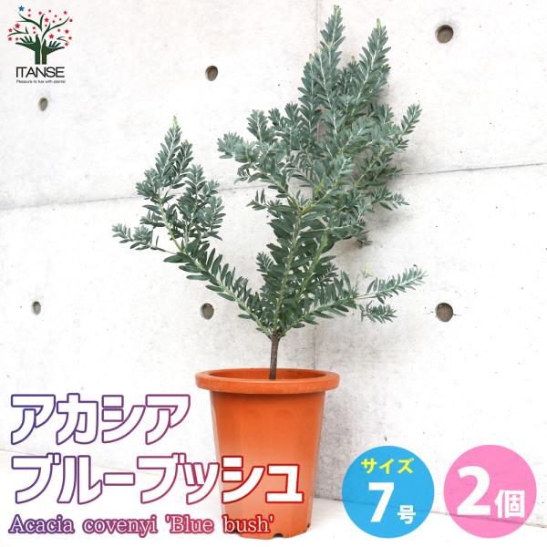 ITANSE アカシア ブルーブッシュ 花苗 7号茶鉢 お買い得2個セット 花の苗 フラワーガーデン...