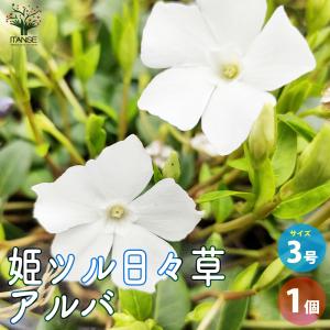 日本花キ流通 予約販売 芍薬 苗 マダム クラウドダン 15cmポット
