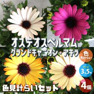 予約商品】【紅はるか1000本】【2026年令和8年度分】サツマイモ苗 紅 
