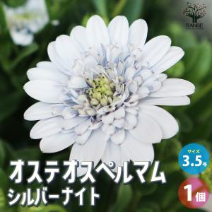 イチハツ 10.5cmポット 苗 : トオヤマグリーン - 通販 - Yahoo
