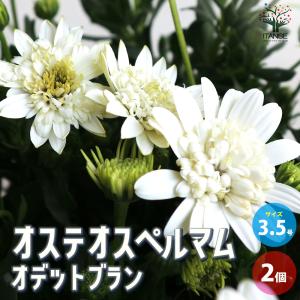 ITANSE オステオスペルマム オデットブラン 花苗 3.5号鉢 お買い得2個セット 花の苗 フラワーガーデン 寄せ植え 送料無料 イタンセ公式