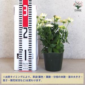 ITANSE オステオスペルマム オデットブラ...の詳細画像1