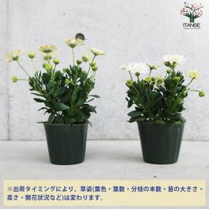 ITANSE オステオスペルマム オデットブラ...の詳細画像2