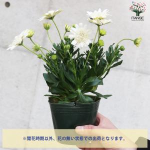 ITANSE オステオスペルマム オデットブラ...の詳細画像3