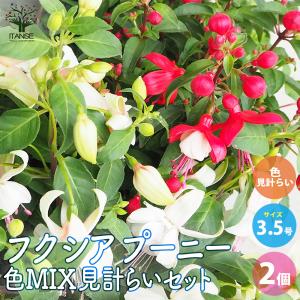 ITANSE フクシア プーニー 色MIX見計ら...の商品画像
