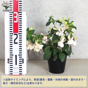 ITANSE フクシア プーニー 色MIX見計...の詳細画像1