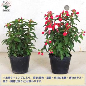 ITANSE フクシア プーニー 色MIX見計...の詳細画像2
