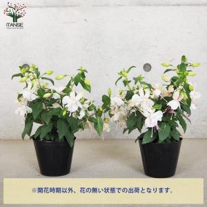 ITANSE フクシア プーニー 色MIX見計...の詳細画像3