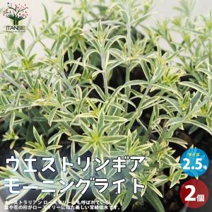 わらび 3.5号ポット苗 健康山菜 : 苗木部 花ひろばオンライン - 通販