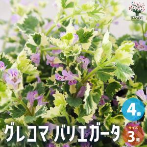 武徳産ホテイアツモリソウ 花1芽株 : 岩崎園芸ネットストア Yahoo店
