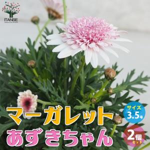 クリスマスローズ リグリクス 5号鉢 送料無料 原種クリスマスローズ