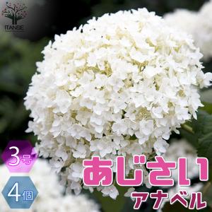 ITANSE アジサイ アナベル (白花) 花苗 3号ロングポット お買い得4個セット 花の苗 フラワーガーデン 寄せ植え 送料無料 イタンセ公式