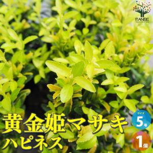 ITANSE 黄金姫マサキ ハピネス 花苗 5号...の商品画像