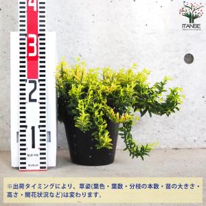 ITANSE 黄金姫マサキ ハピネス 花苗 5...の詳細画像1