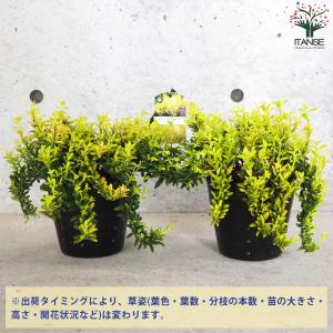 ITANSE 黄金姫マサキ ハピネス 花苗 5...の詳細画像2