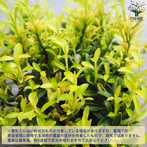 ITANSE 黄金姫マサキ ハピネス 花苗 5...の詳細画像3