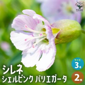 ITANSE シレネ シェルピンク バリエガータ...の商品画像