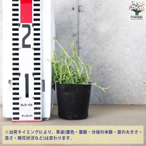 ITANSE シレネ シェルピンク バリエガー...の詳細画像1