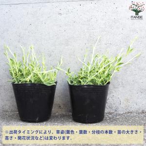 ITANSE シレネ シェルピンク バリエガー...の詳細画像2