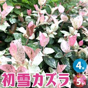 ホスタ(ギボウシ) フランシー 花木苗 4.5号/1個売り 花苗 宿根草 庭園