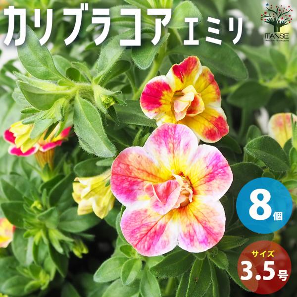 ITANSE カリブラコア エミリ 花苗 3.5号 お買い得8個セット 花の苗 フラワーガーデン 寄...