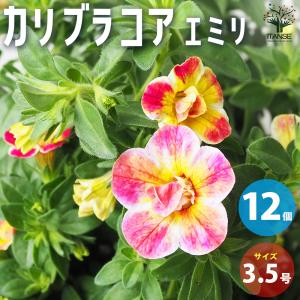 リピア（ヒメイワダレソウ） / 9.0cmポット （224本セット）（送料無料
