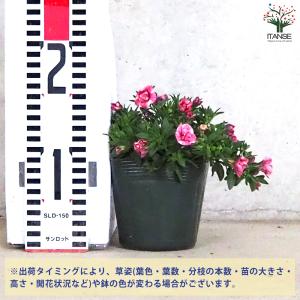 ITANSE カリブラコア キューピットピンク...の詳細画像1
