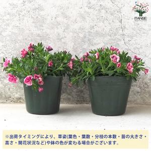 ITANSE カリブラコア キューピットピンク...の詳細画像2