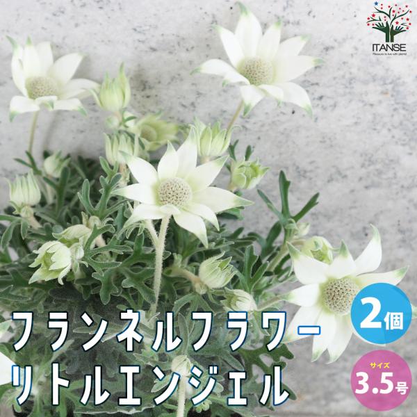 ITANSE フランネルフラワー リトルエンジェル 花苗 3.5号ポット お買い得2個セット 花の苗...