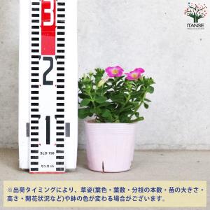 ITANSE ペチュニア マドンナの宝石 ピン...の詳細画像1