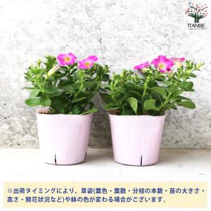 ITANSE ペチュニア マドンナの宝石 ピン...の詳細画像2