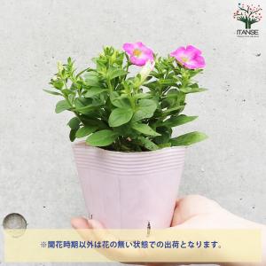 ITANSE ペチュニア マドンナの宝石 ピン...の詳細画像3