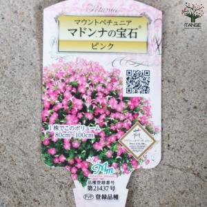 ITANSE ペチュニア マドンナの宝石 ピン...の詳細画像5