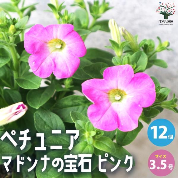 ITANSE ペチュニア マドンナの宝石 ピンク 花苗 3.5号 お買い得12個セット 花の苗 フラ...