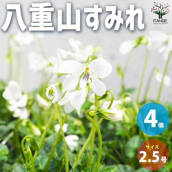 ITANSE 八重山すみれ 花苗 2.5号ポット お買い得4個セット 花の苗 フラワーガーデン 寄せ...