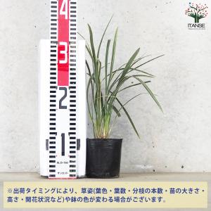 ITANSE ノシラン ビッタータス スノード...の詳細画像1
