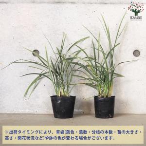 ITANSE ノシラン ビッタータス スノード...の詳細画像2