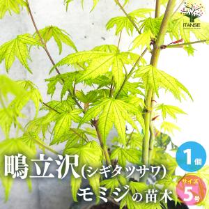 ITANSE モミジ(カエデ)の苗木 品種：鴫立沢(シギタツサワ) 庭木 接木苗 5号鉢 1個売り 植木 花木 観賞用 プレゼント 送料無料 イタンセ公式