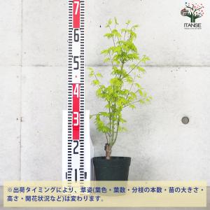 ITANSE モミジ(カエデ)の苗木 品種:鴫...の詳細画像1